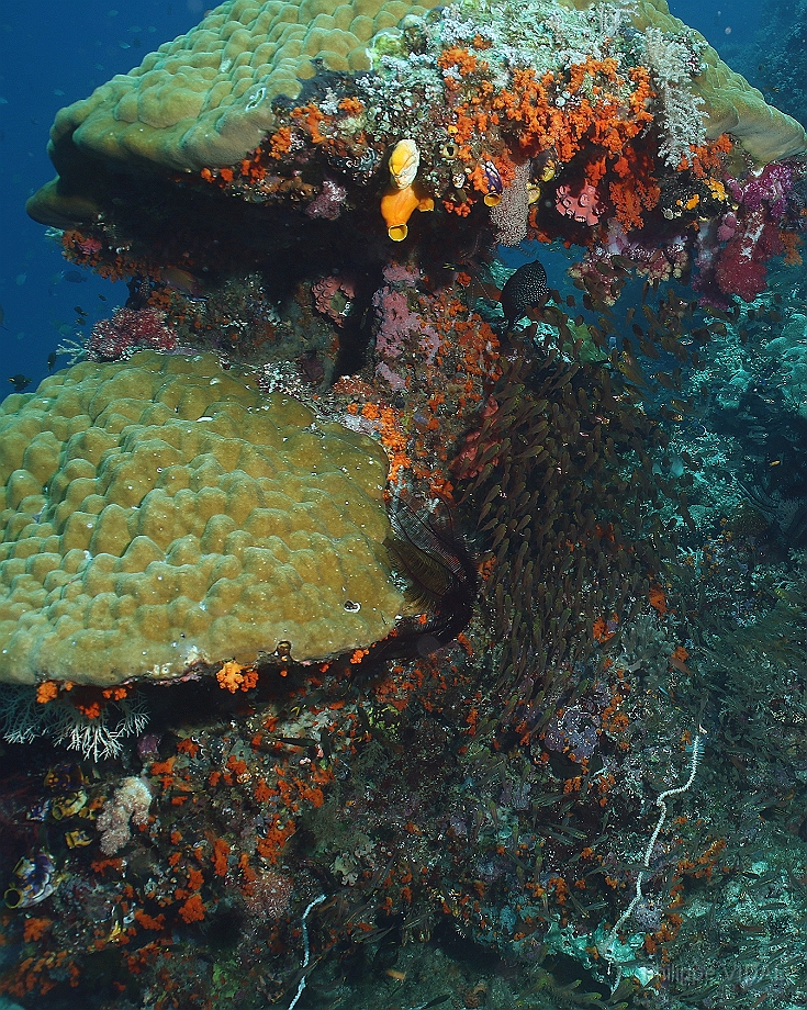 Raja Ampat 2016 - Corail - IMG_4925_rc.jpg